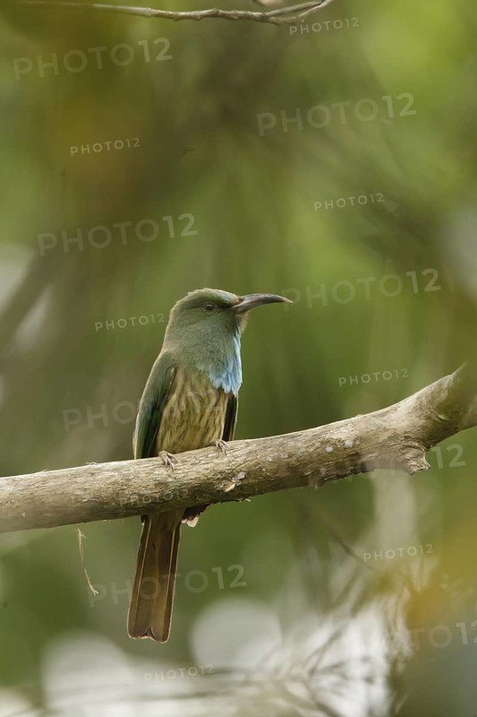 Blue-bearded Bee-eater (Nyctyornis athertoni), Kaeng Krachan, Thailand