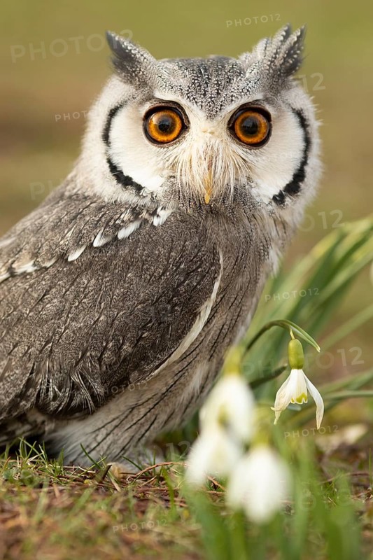 Southern White-faced Owl (Ptilopsis granti) captive, Germany