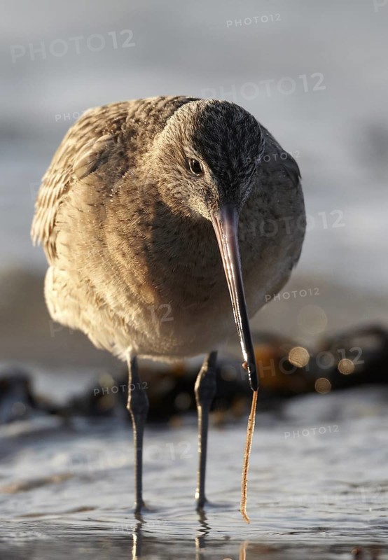Bar-tailed Godwit (Limosa lapponica) foraging, Schleswig-Holstein, Germany