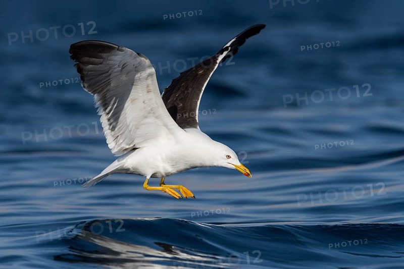 Lesser Black-backed Gull (Larus fuscus) flying, Eilat, Israel