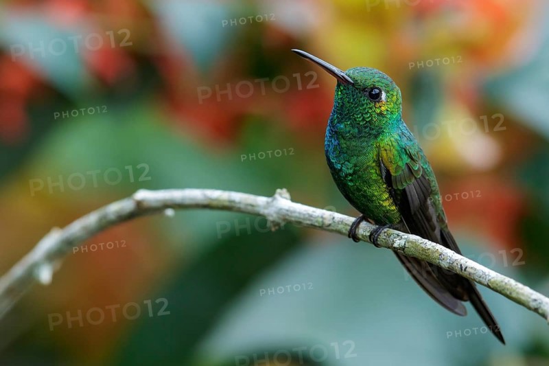 Cuban Emerald (Chlorostilbon ricordii) perched on a branch in Cuba