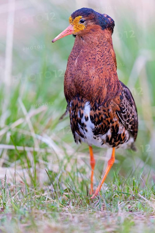 Ruff, (Philomachus pugnax), animals, birds, plumage during mating season, snipe bird, courtship, male, mating behaviour, mating season, Varanger, Finnmark, Norway