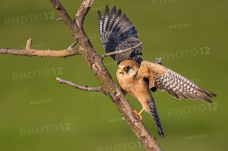 Red-footed Falcon (Falco vespertinus) female perched on a branch, Subotica, Serbia