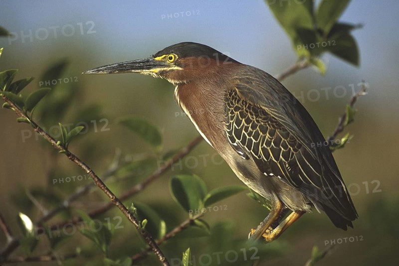 Green Heron (Butorides virescens), Florida, USA