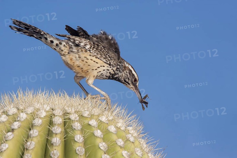 Cactus Wren Campylorhynchus brunneicapillus Tucson, Arizona, United States 18 March Adult with insect prey. Troglodytidae Arizona's State Bird
