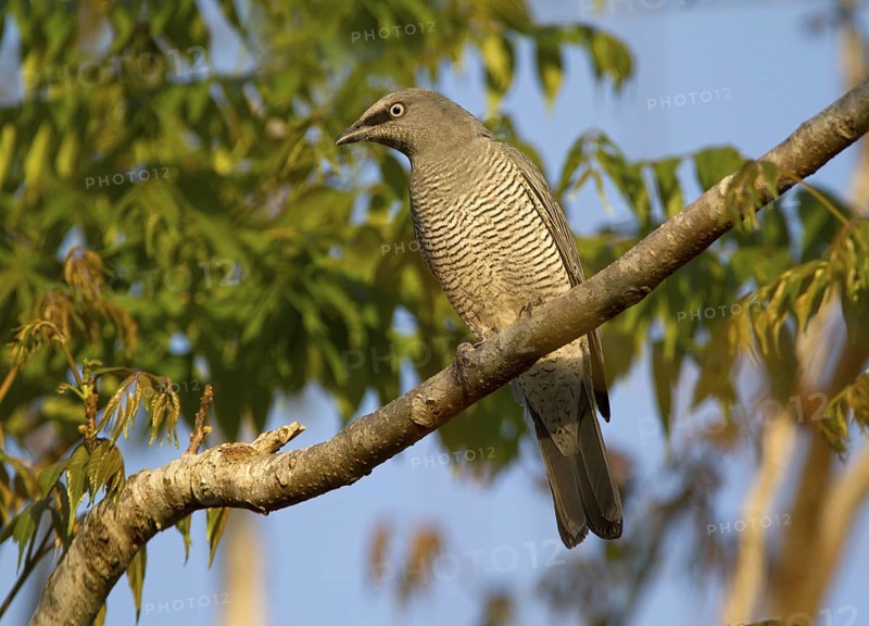 Barred Cuckooshrike (Coracina lineata), Queensland, Australia