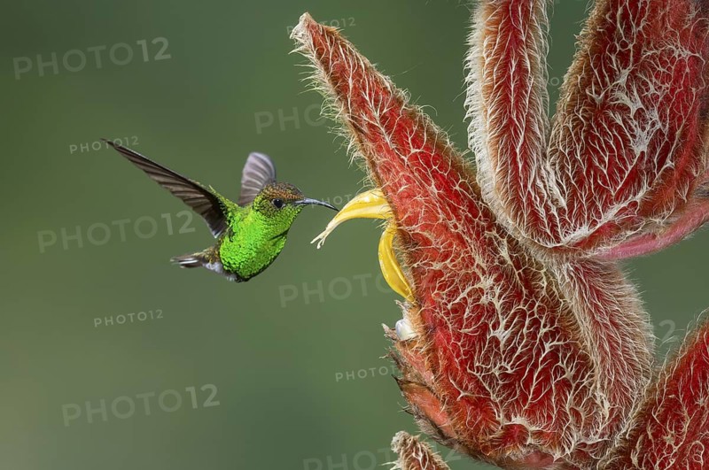 Coppery-headed Emerald (Elvira cupreiceps), Costa Rica