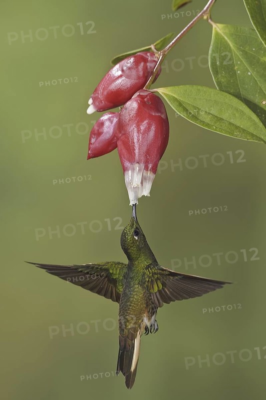 Buff-tailed Coronet (Boissonneaua flavescens), Ecuador