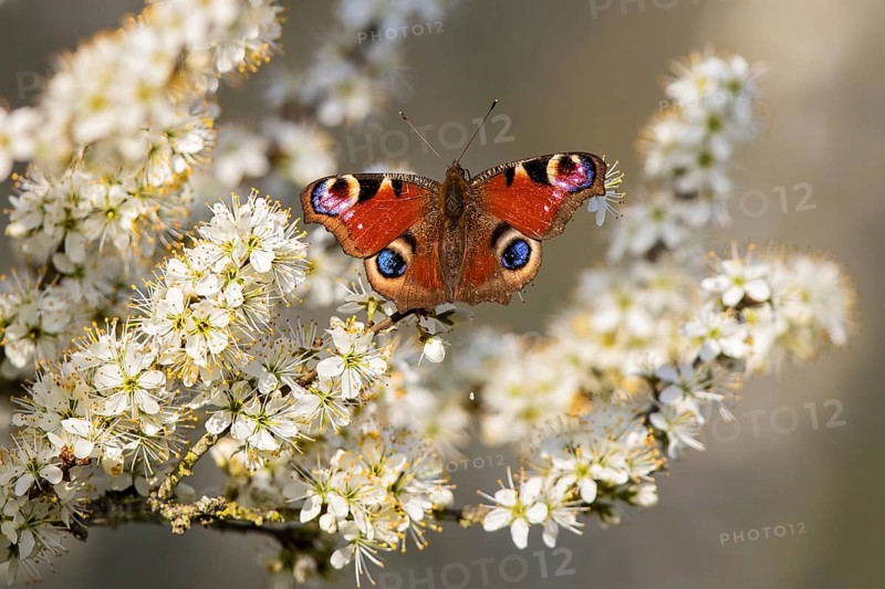 European Peacock Butterfly (Aglais io) sitting on white blossom of blooming tree in spring, Baden-Wuerttemberg, Germany