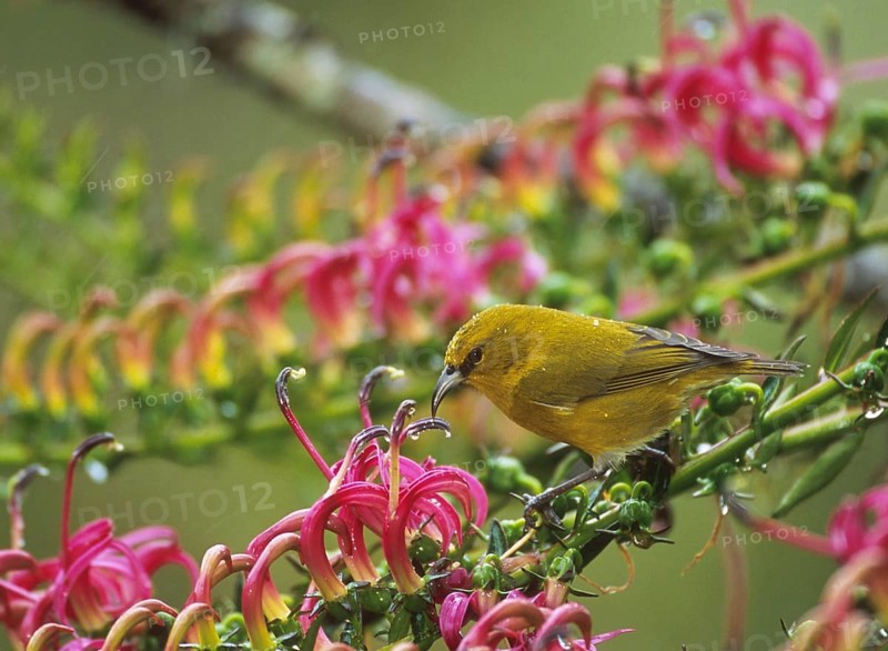 Kauai Amakihi (Chlorodrepanis stejnegeri) male, Hawaii, USA