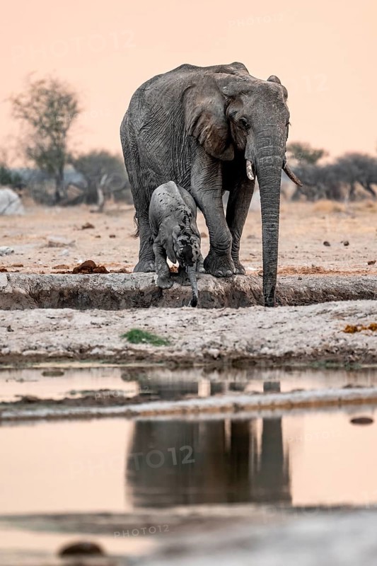 African elephant (Loxodonta africana), mother with young, drinking at the waterhole, reflection, at sunset, Nxai Pan National Park, Botswana