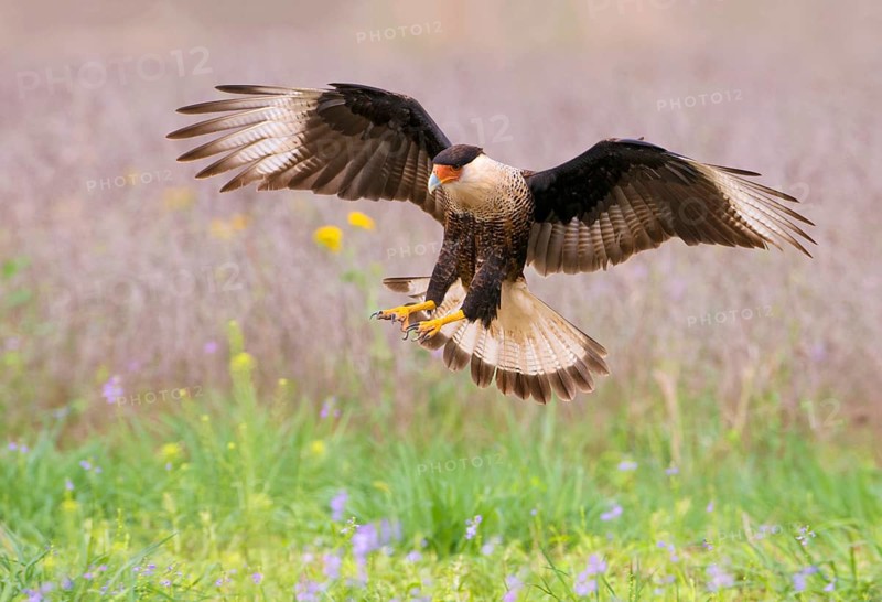 Crested Caracara (Caracara cheriway)