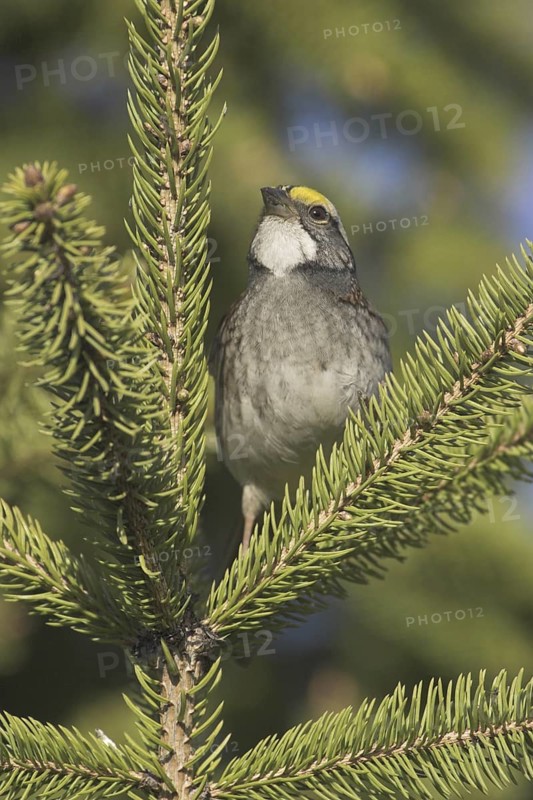 White-throated Sparrow (Zonotrichia albicollis), Ontario, Canada
