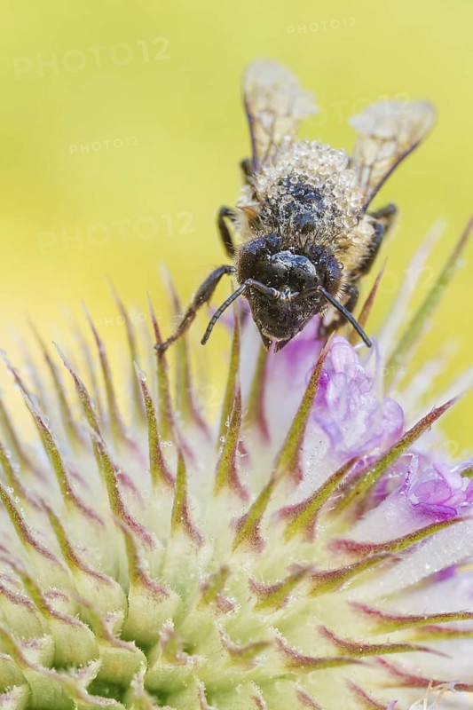 Westliche Honigbiene, Apis mellifera Western Honey Bee, Apis mellifera