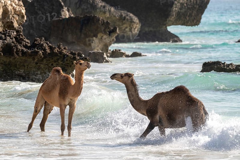 Dromedary (Camelus dromedarius), camels, bathing in the sea, Oman