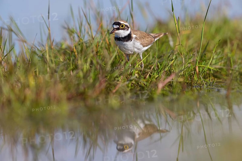 Little Ringed Plover, Little Plover, Little Plover, Charadrius dubius, Petit Gravelot, Chorlitejo Chico, Hides De Calera Tumbihide, Calera Y Chozas, Castilla La Mancha / Toledo, Spain