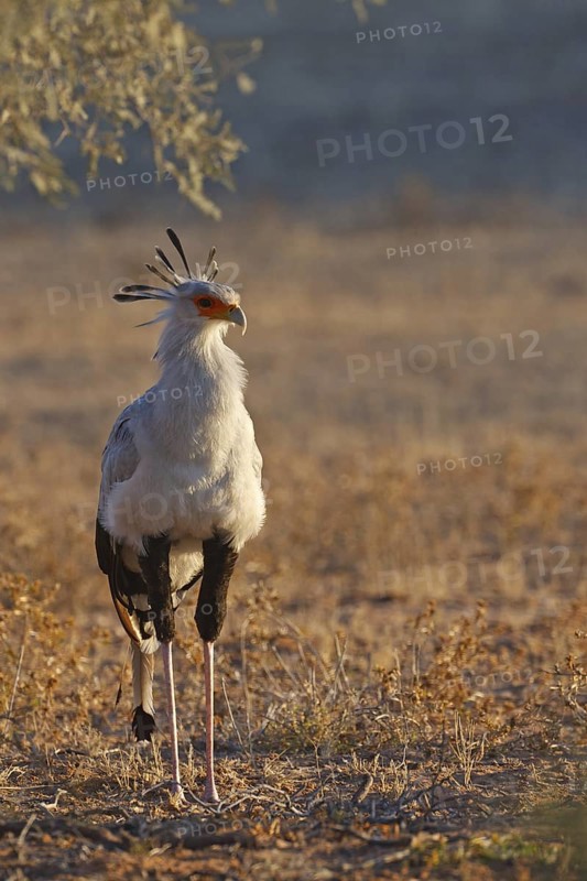 Secretarybird (Sagittarius serpentarius), Northern Cape, South Africa