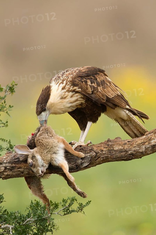 Northern Crested Caracara (Caracara cheriway) juvenile eats on carrion, Texas, USA