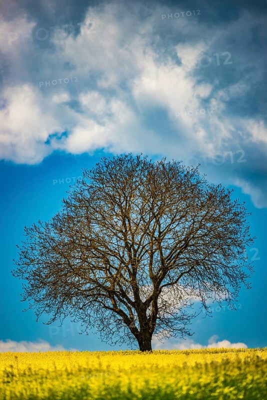 Old English oak (Quercus robur), on the Hödinger Berg, Hödingen, Lake Constance district, Upper Swabia, Baden-Württemberg, Germany