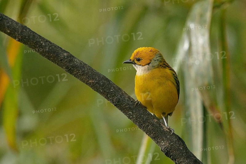 Silver-throated Tanager (Tangara icterocephala) perched on a branch, Costa Rica