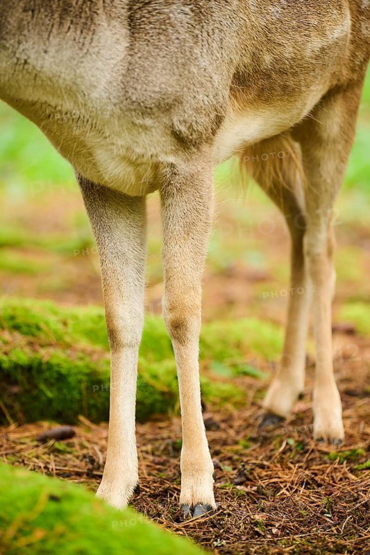 European fallow deer (Dama dama) stag, feet, detail, Bavaria, Germany