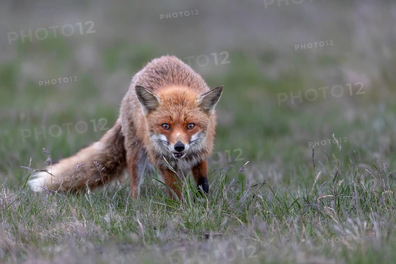 I am always fascinated by the look of the red fox (Vulpes vulpes), marked by life, injury to the lip, rearing young, May, Denmark