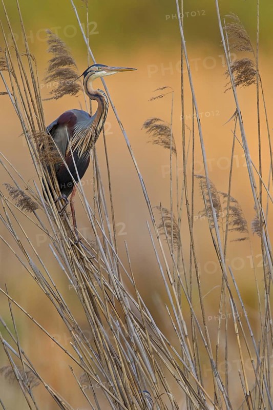 Purple Heron (Ardea purpurea), Baden-Wuerttemberg, Germany