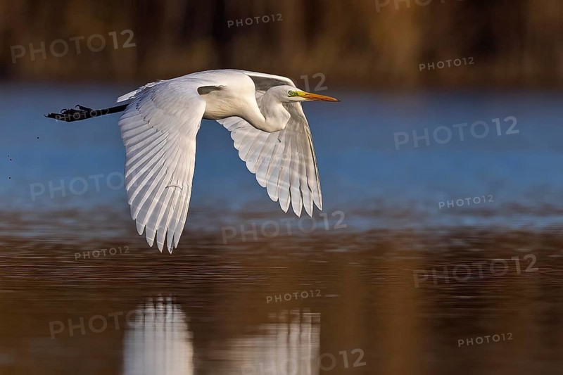 Great Egret (Ardea alba) flying, Saxony-Anhalt, Germany