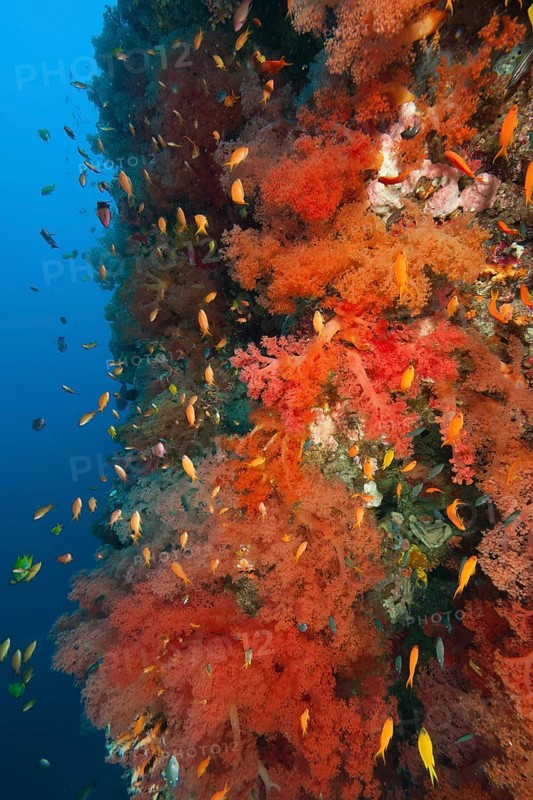 Many red orange soft corals (Dendronephthya) growing on steep wall Steep drop off steep reef wall Drop off of colourful vibrant coral reef, in front of it school of fish colourful reef fish orange bannerfish Jewelled bannerfish (Pseudanthias squamipinnis) Jewelled bannerfish, Philippines Sea, Pacific, Philippines