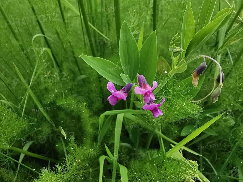 Pink flowers of the rice dye plant (peristrophe roxburghiana) with strong green leaves in a lush meadow, hiking in the Franconian Forest nature park Park
