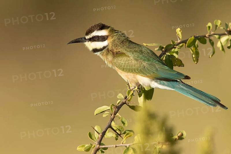 White-throated Bee-eater (Merops albicollis) perched on a branch, Samburu, Kenya