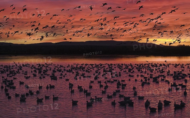 Snow Goose (Anser caerulescens), New Mexico, USA