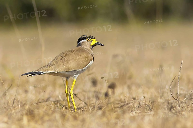 Yellow-wattled Lapwing (Vanellus malabaricus), West Bengal, India
