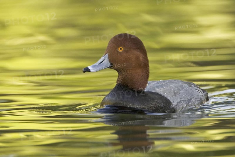 Redhead (Aythya americana) male, Arizona, USA