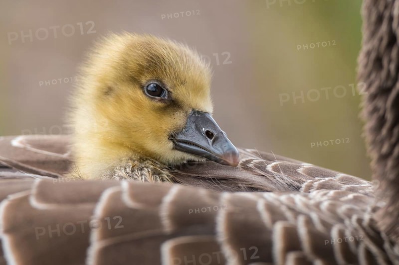 Greylag Goose (Anser anser) chick, Lower Saxony, Germany