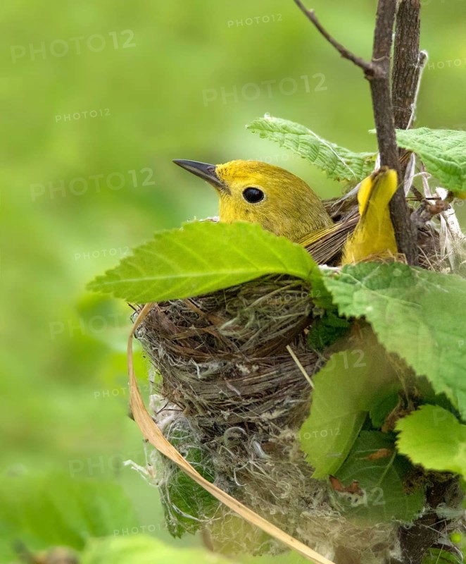 A female Yellow Warbler, Setophaga petechia, sitting on her nest in Saskatchewan, Canada