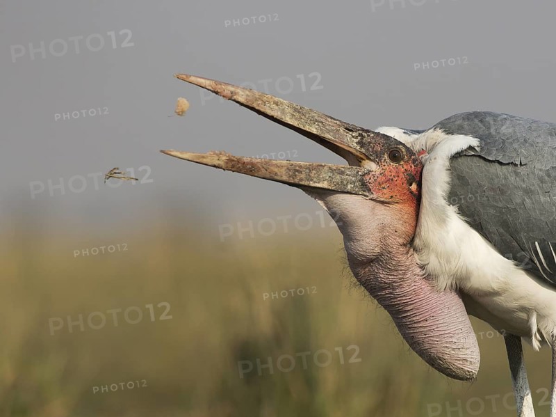Marabou Stork (Leptoptilos crumenifer) feeding on a large catfish, Chobe, Botswana