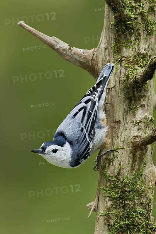 White-breasted Nuthatch (Sitta carolinensis) climbs down a tree, Maine, USA
