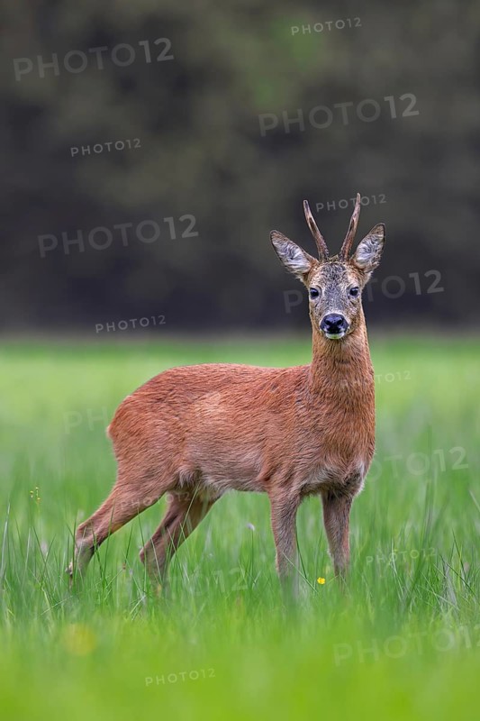European roe deer (Capreolus capreolus) adult buck, male foraging in grassland, meadow at forest edge in summer