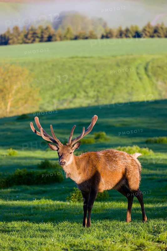 One male Altai maral, Altai wapiti or Altai elk (Cervus canadensis sibiricus) stands on a meadow in the first light of the day
