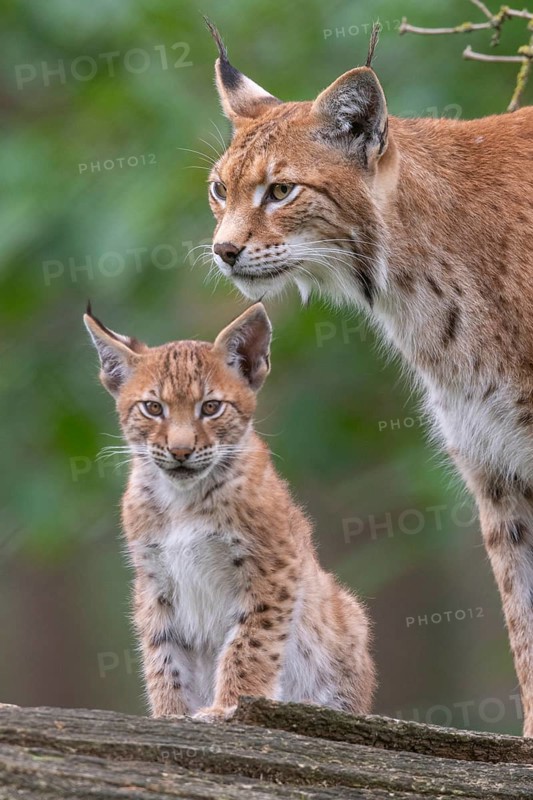 Lynx (Lynx lynx) with young, Haltern, North Rhine-Westphalia, Germany