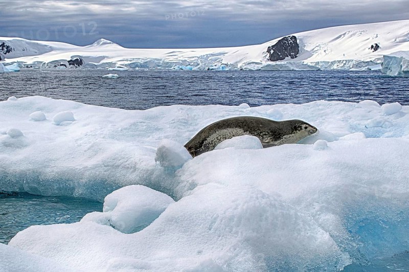 Antarctica, Cierva Cove, leopard seal, Rasr, iceberg, bay, animals, mammals