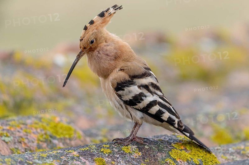 Hoopoe (Upupa epops), calling, on, roof, Extremadura, Spain