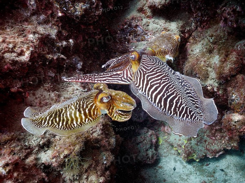 Common cuttlefish (Sepia officinalis)