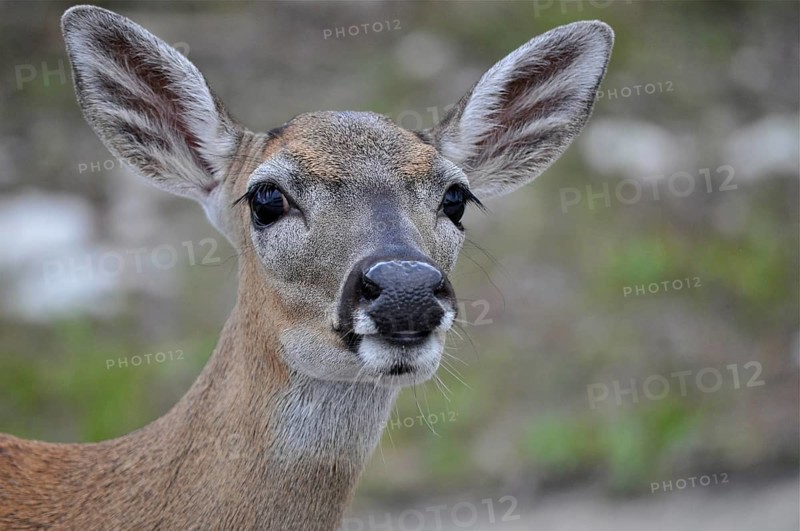 Key white-tailed deer (Odocoileus virginianus clavium)
