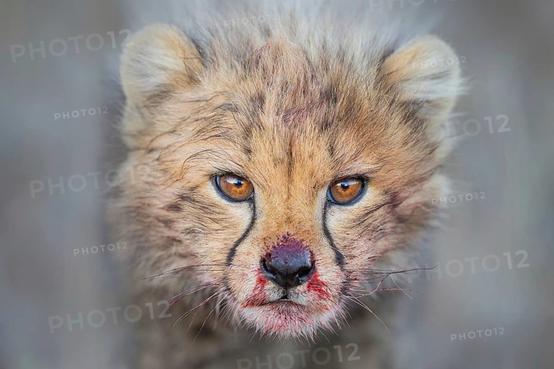 Cheetah (Acinonyx jubatus) cub with blood-smeared face close-up, Philippolis, South Africa