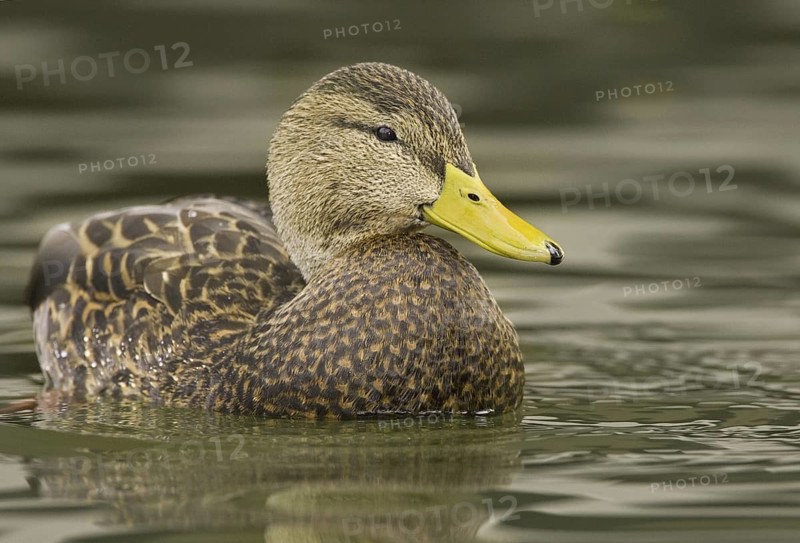 Mexican Duck (Anas diazi), New Mexico, USA