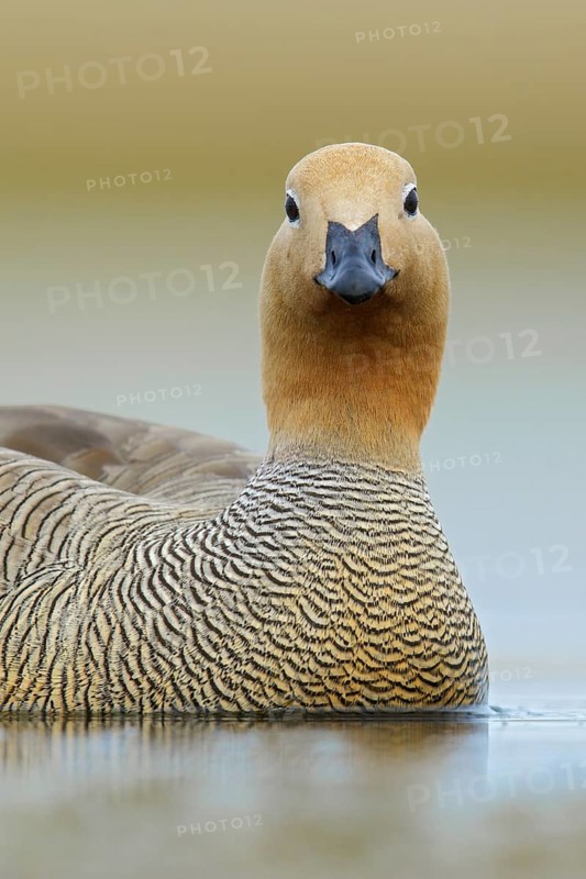 Ruddy-headed Goose (Chloephaga rubidiceps) feeding along the shoreline in the Falkland Islands