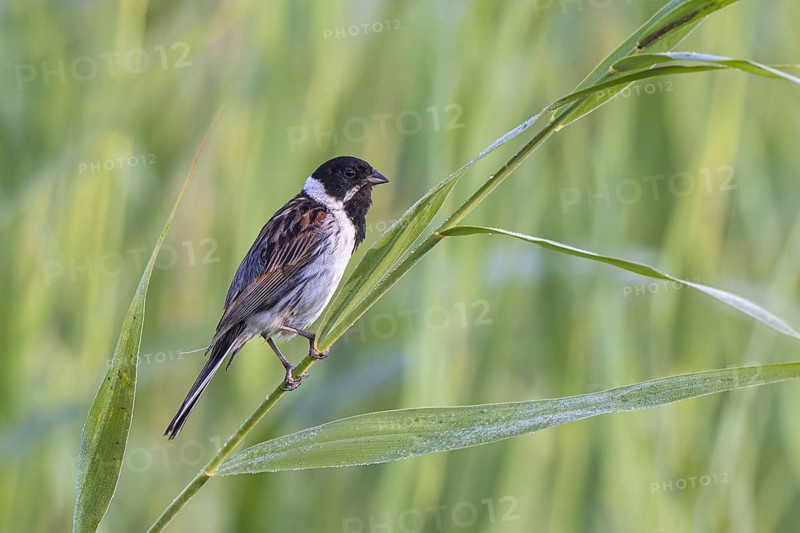 Common Reed Bunting (Emberiza schoeniclus) male, Netherlands