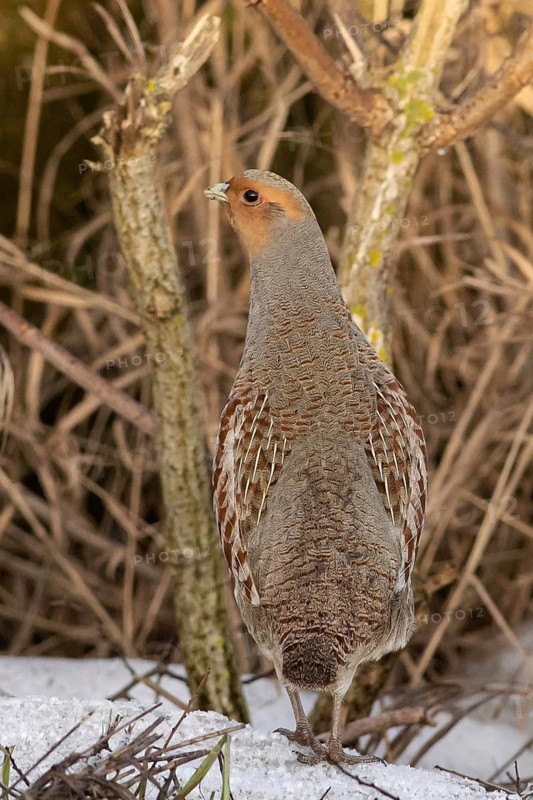 Grey Partridge (Perdix perdix), Smaland, Sweden